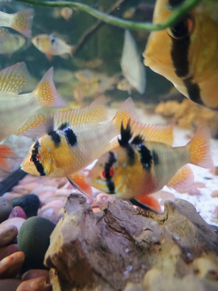 German blue rams pairs