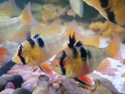 German blue rams pairs