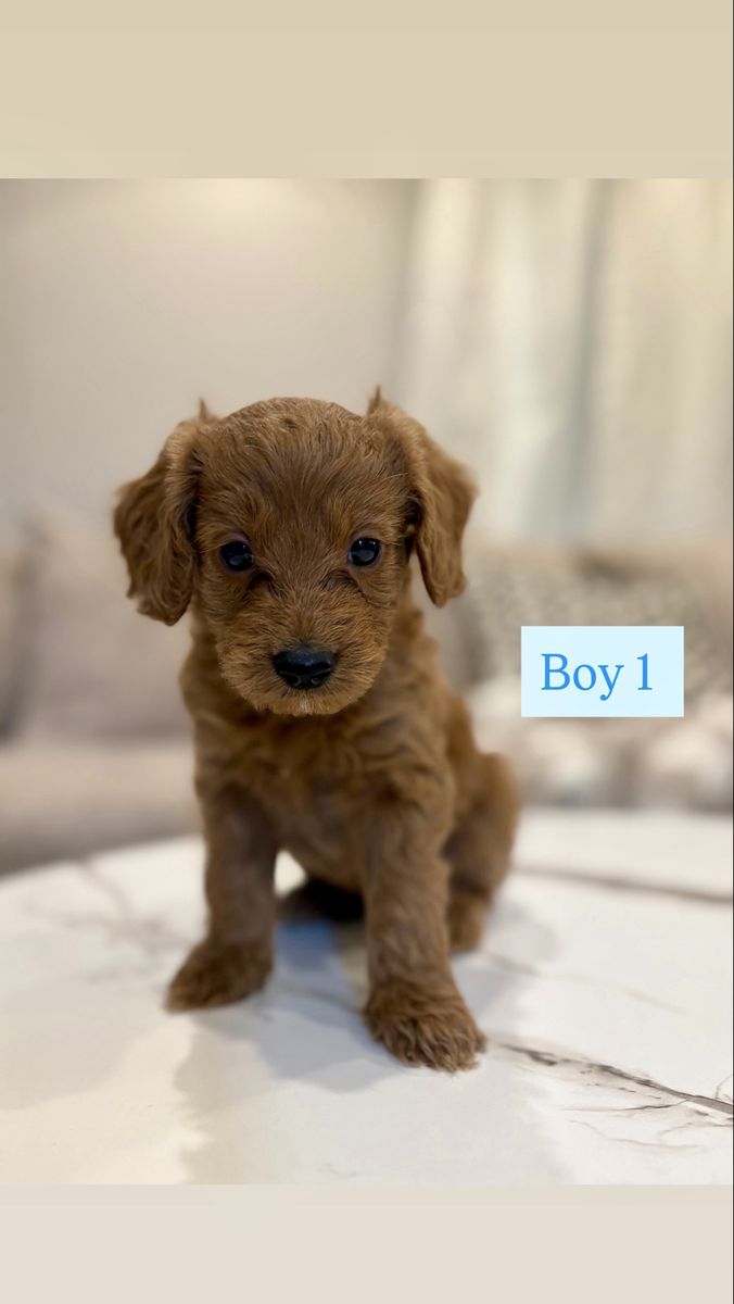 Adorable Mini Goldendoodle Puppies