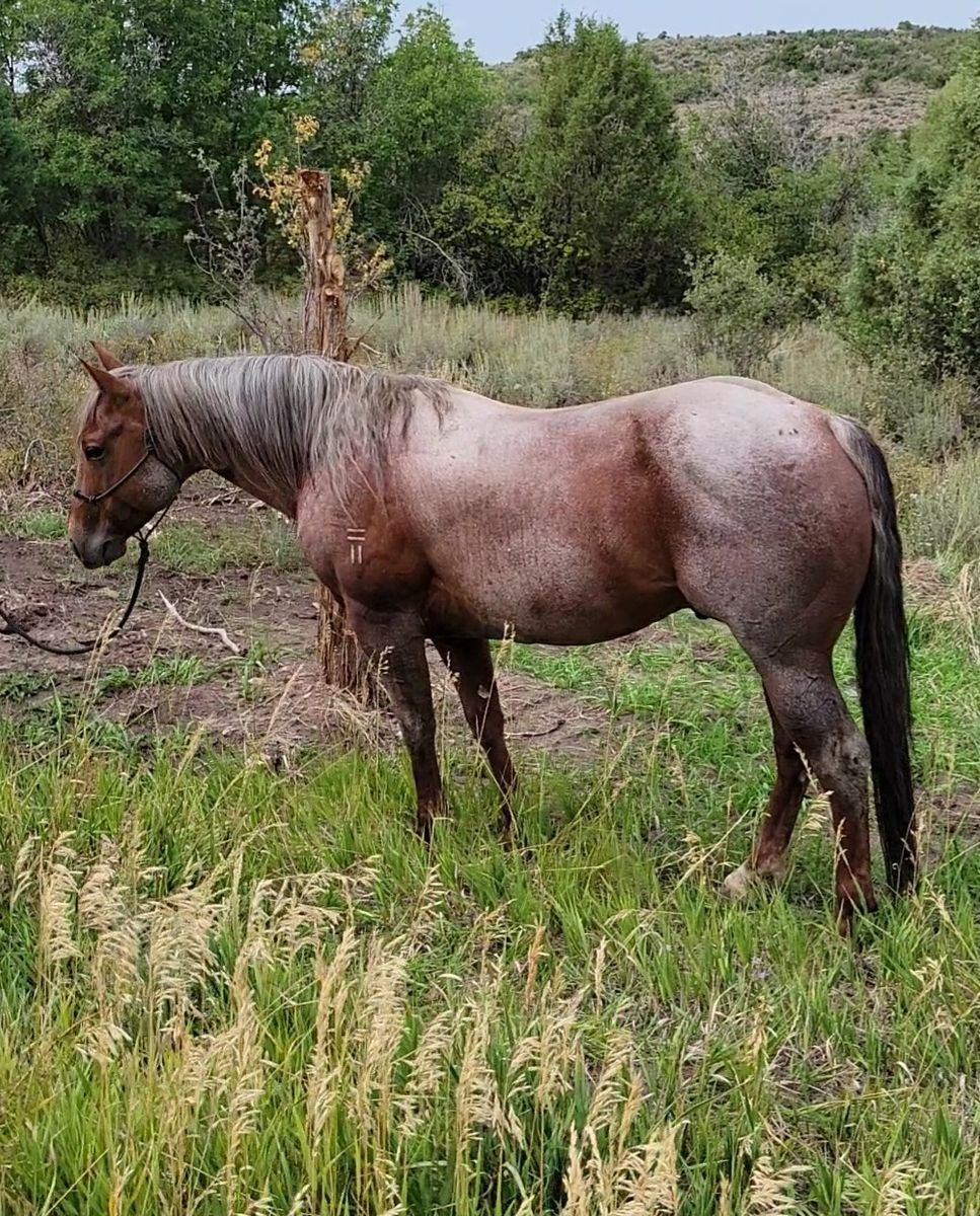 2014 AQHA Stallion Catful of Cash by Magneticat out of Daughter of NCHA Open Derby Ch. 