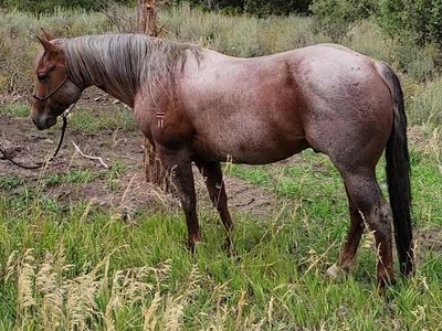 2014 AQHA Stallion Catful of Cash by Magneticat out of Daughter of NCHA Open Derby Ch.