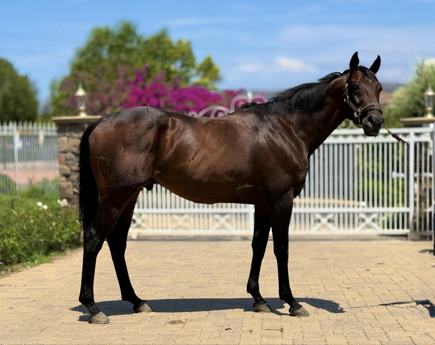Super All Around OTTB Prospect