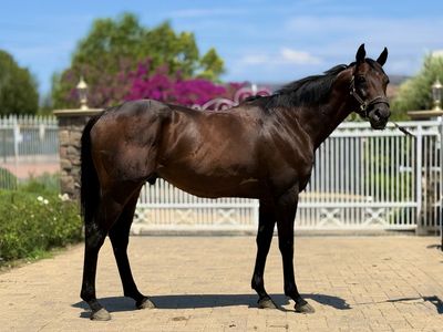 Super All Around OTTB Prospect