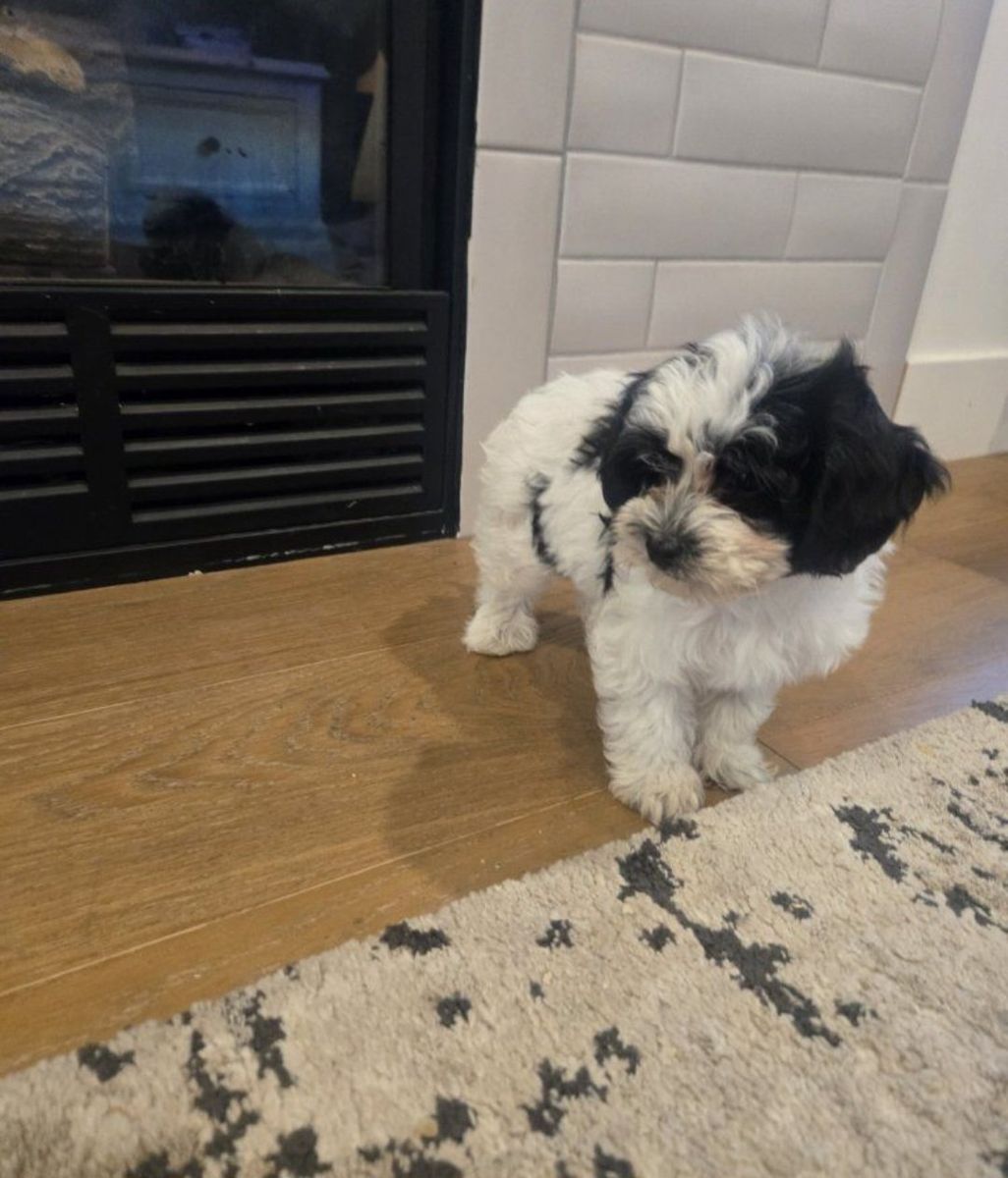 Maltipoo Puppies