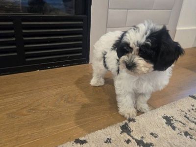 Maltipoo Puppies