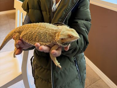 Bearded dragon with all accessories