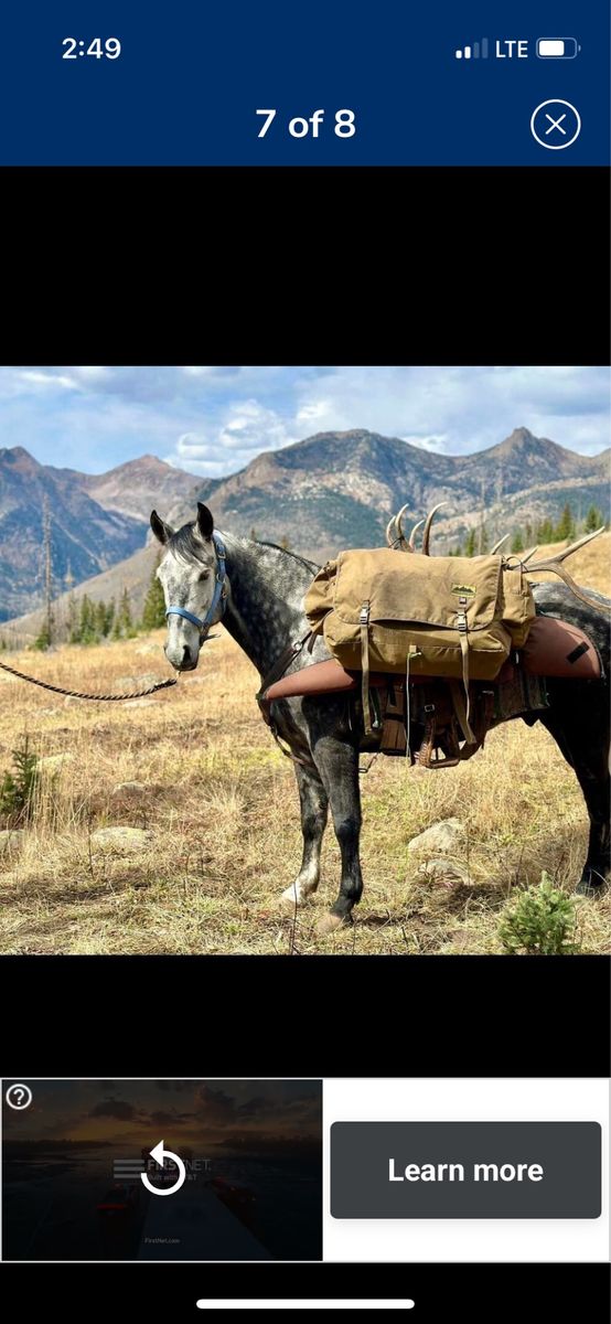 8 year old gelding