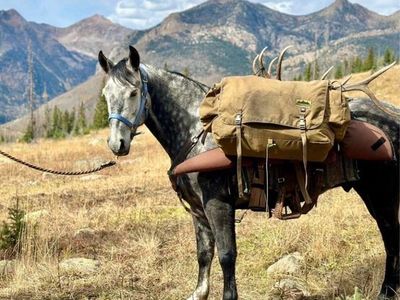 8 year old gelding