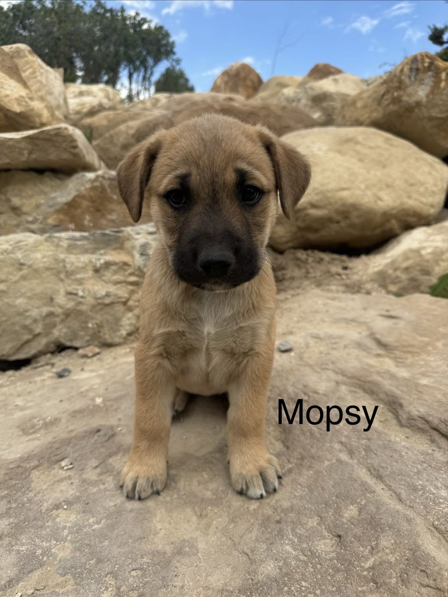 Golden retriever/German Shepherd Mix puppies!