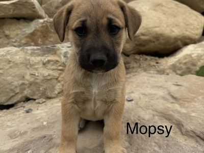 Golden retriever/German Shepherd Mix puppies!