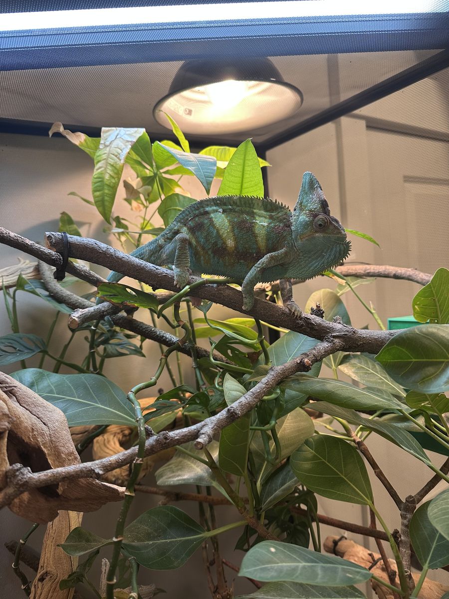 Piebald Veiled Chameleon