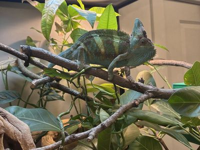 Piebald Veiled Chameleon
