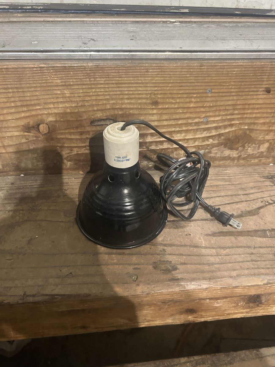 Reptile lamp