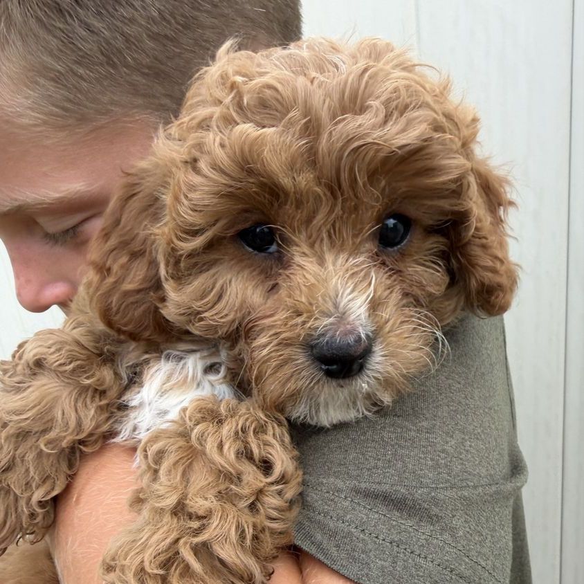 Cavapoo Cavadoodle Puppies 