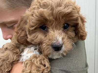 Cavapoo Cavadoodle Puppies