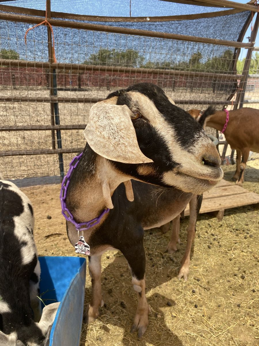Friendly Mini Nubian Dairy Goats