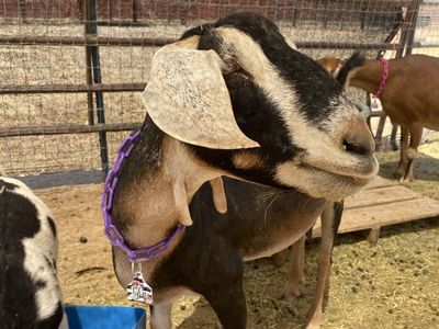 Friendly Mini Nubian Dairy Goats