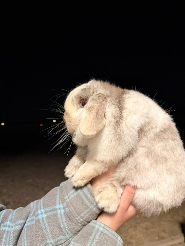 VM Chocolate Sable Magpie Doe