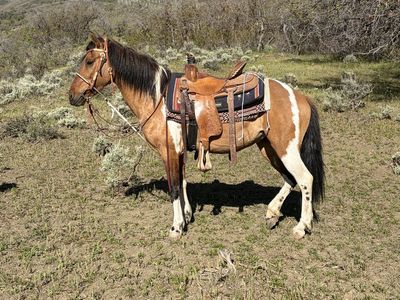 Pony