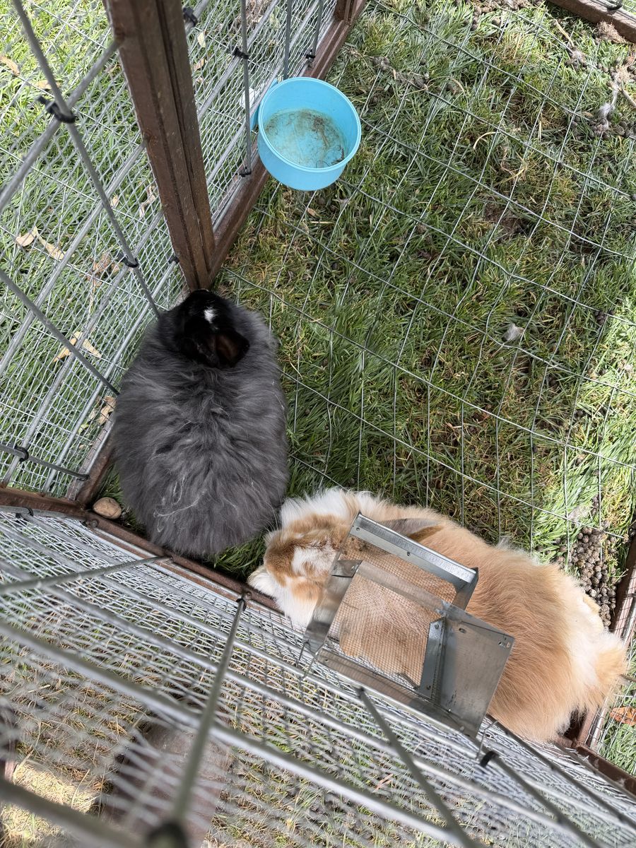 2 bunnies