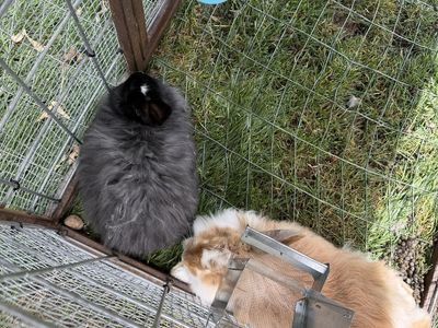 2 bunnies