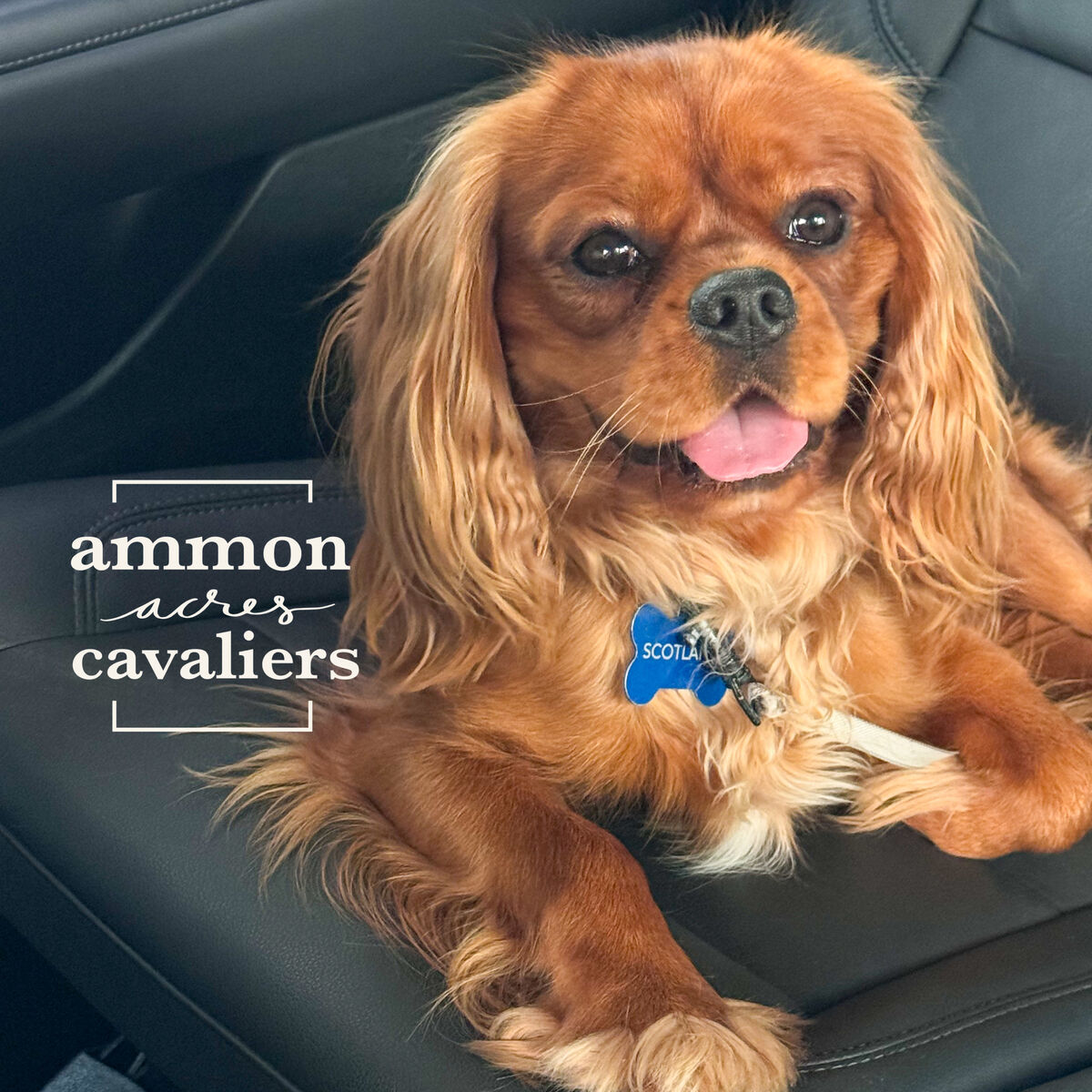 AKC 20mo RUBY MALE Cavalier King Charles Spaniel