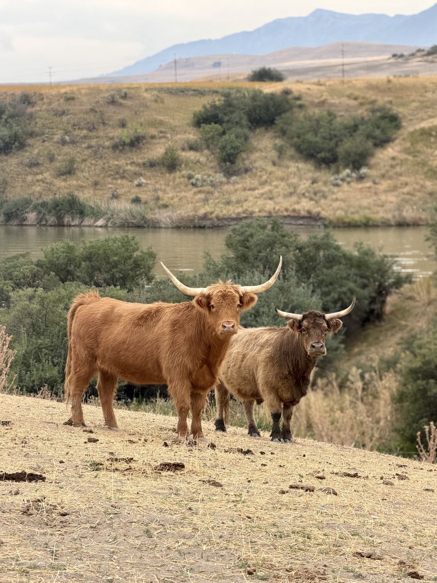 Highland Herd