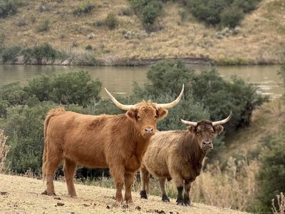 Highland Herd