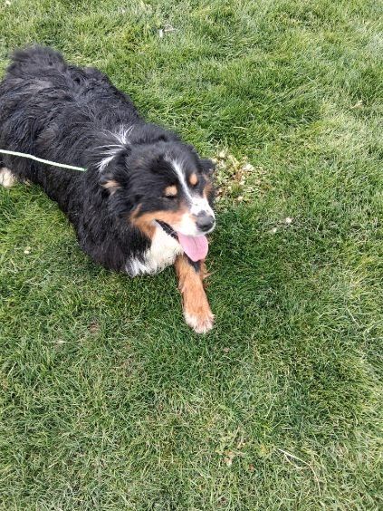 Free male Australian Shepherd