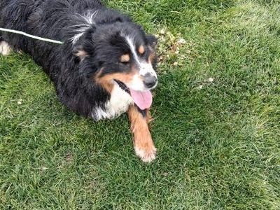 Free male Australian Shepherd