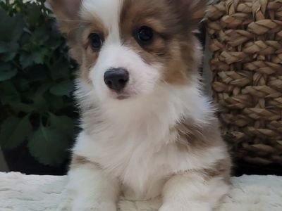 AKC Fluffy Corgi Puppies