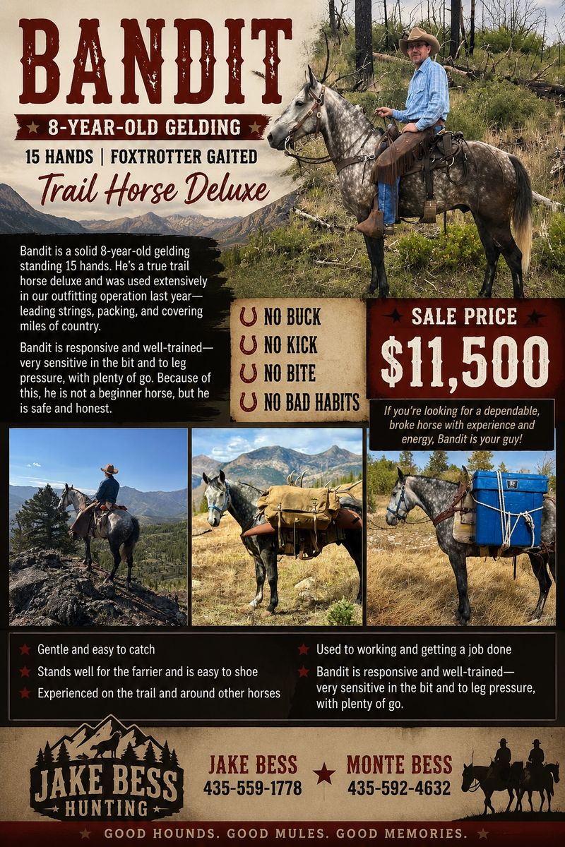 Bandit - 8-Year-Old Foxtrotter Gaited Trail Horse Gelding
