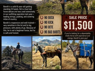 Bandit - 8-Year-Old Foxtrotter Gaited Trail Horse Gelding