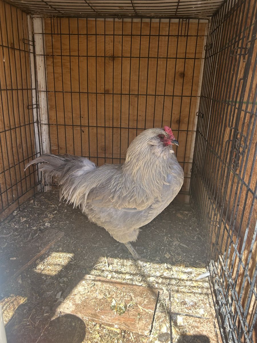 Beautiful Amuacana lavender rooster