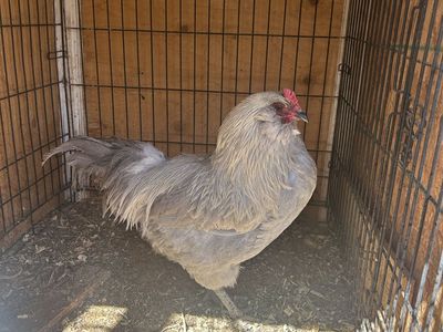 Beautiful Amuacana lavender rooster