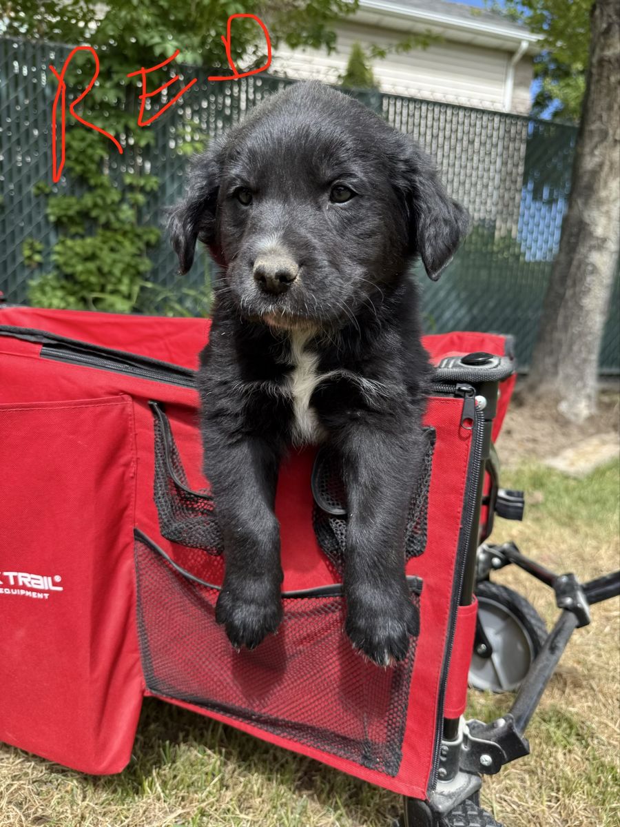 Golden Retriever mix puppies. Great Hunting Dogs ready for pick up now.