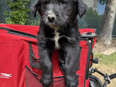 Golden Retriever mix puppies. Great Hunting Dogs ready for pick up now.