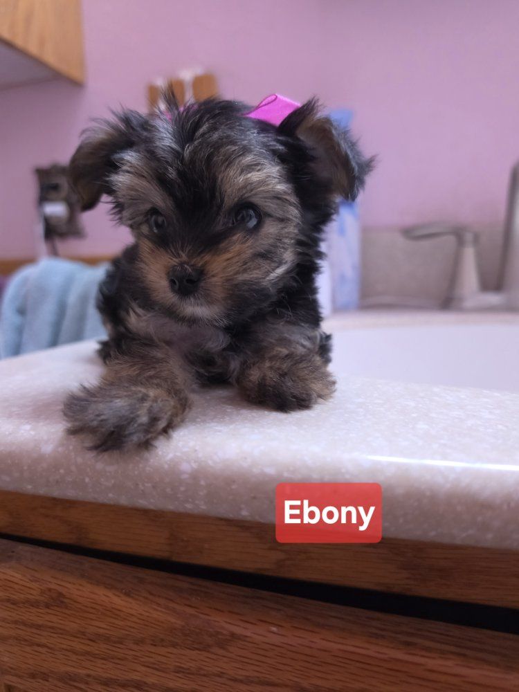 1 Adorable Tiny Female Yorkie
