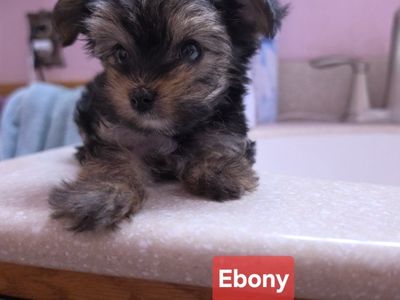 1 Adorable Tiny Female Yorkie