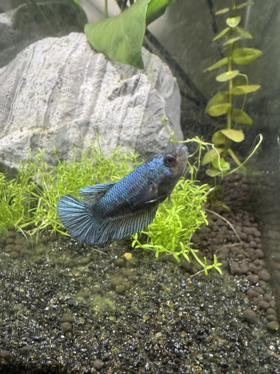 Female Betta