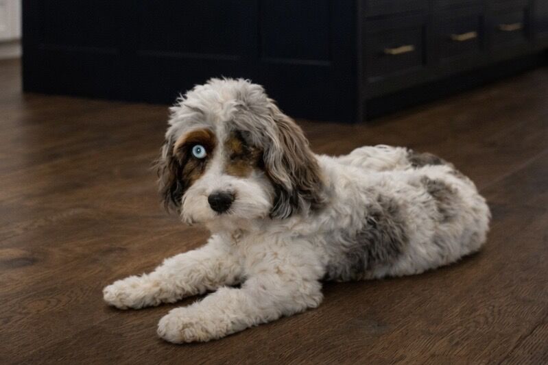 Free F1 Merle Cavapoo Sweetheart