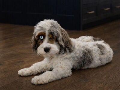 Free F1 Merle Cavapoo Sweetheart