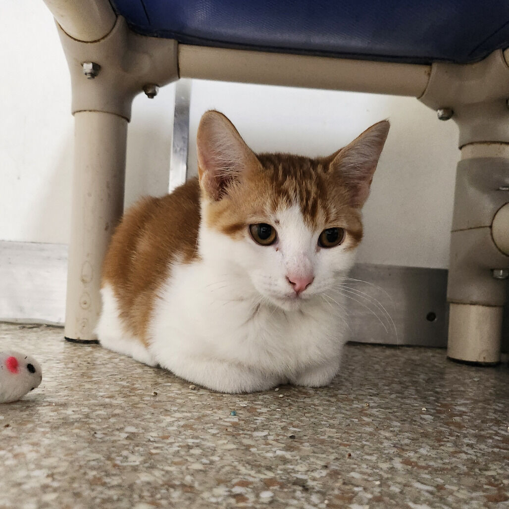 Hello my name is Wham