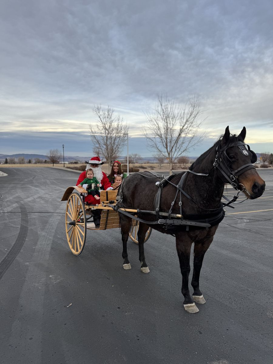 9 Year old Amish broke Gelding