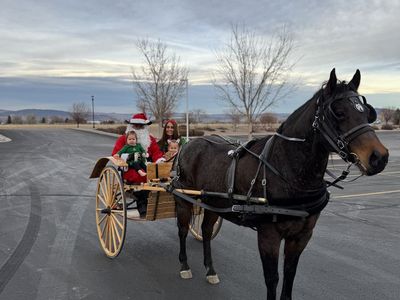 9 Year old Amish broke Gelding