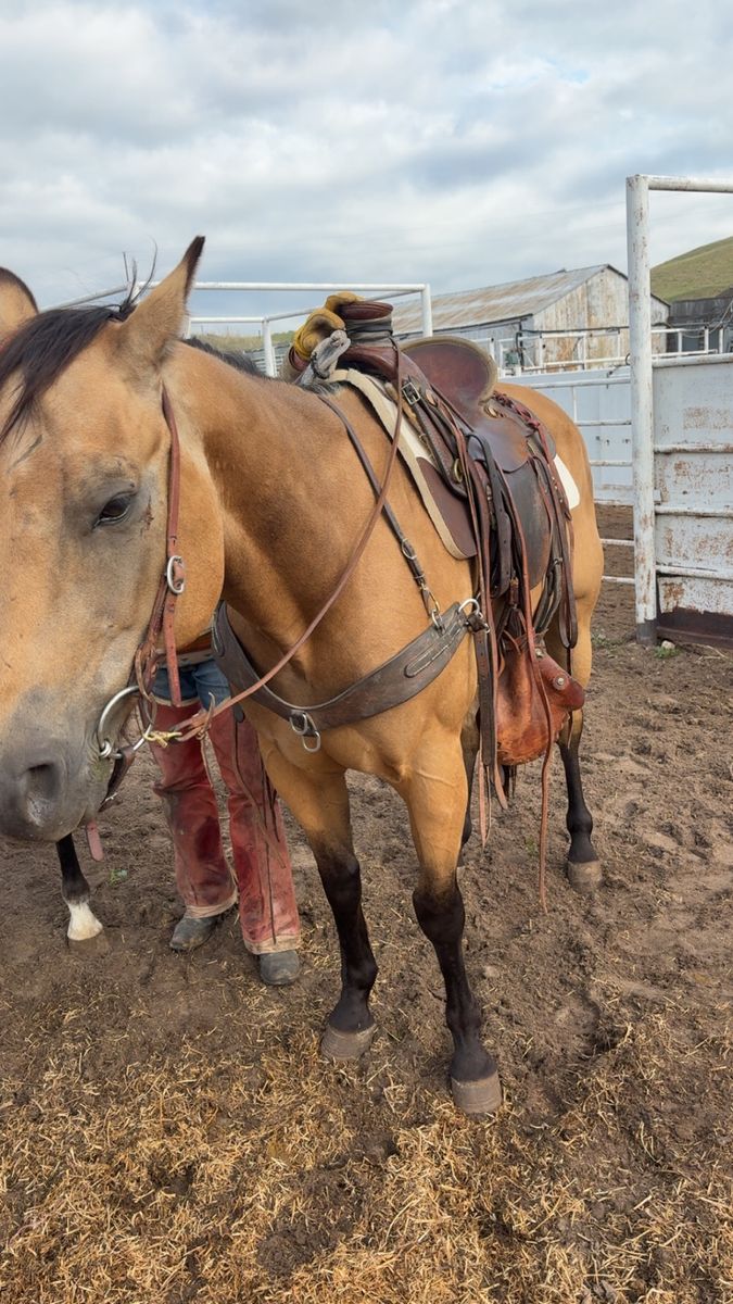9-Year-Old Buckskin Horse - Well-Trained, Ready for Work or Trail