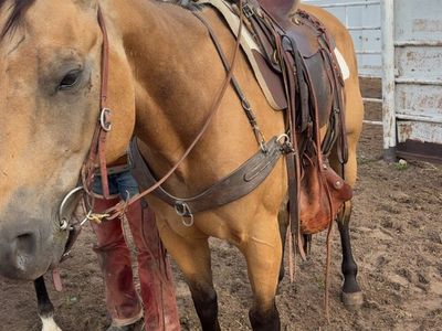 9-Year-Old Buckskin Horse - Well-Trained, Ready for Work or Trail