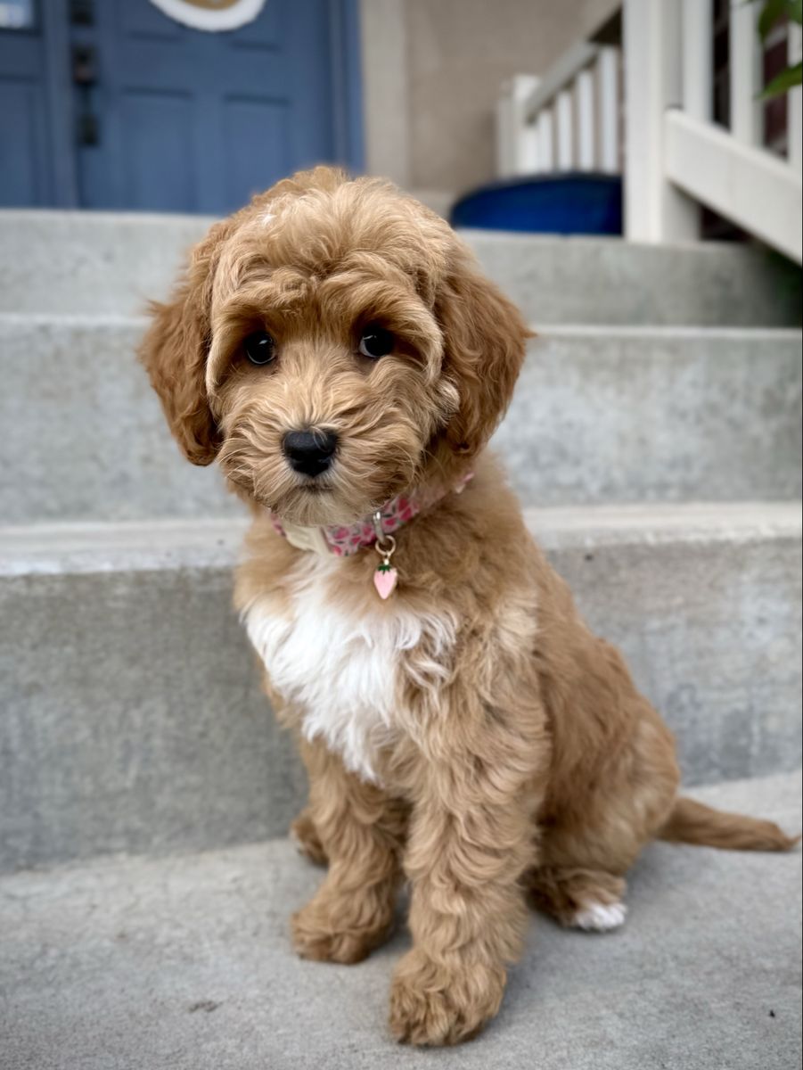 Mini Goldendoodle Puppy**READY NOW**