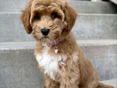 Mini Goldendoodle Puppy**READY NOW**