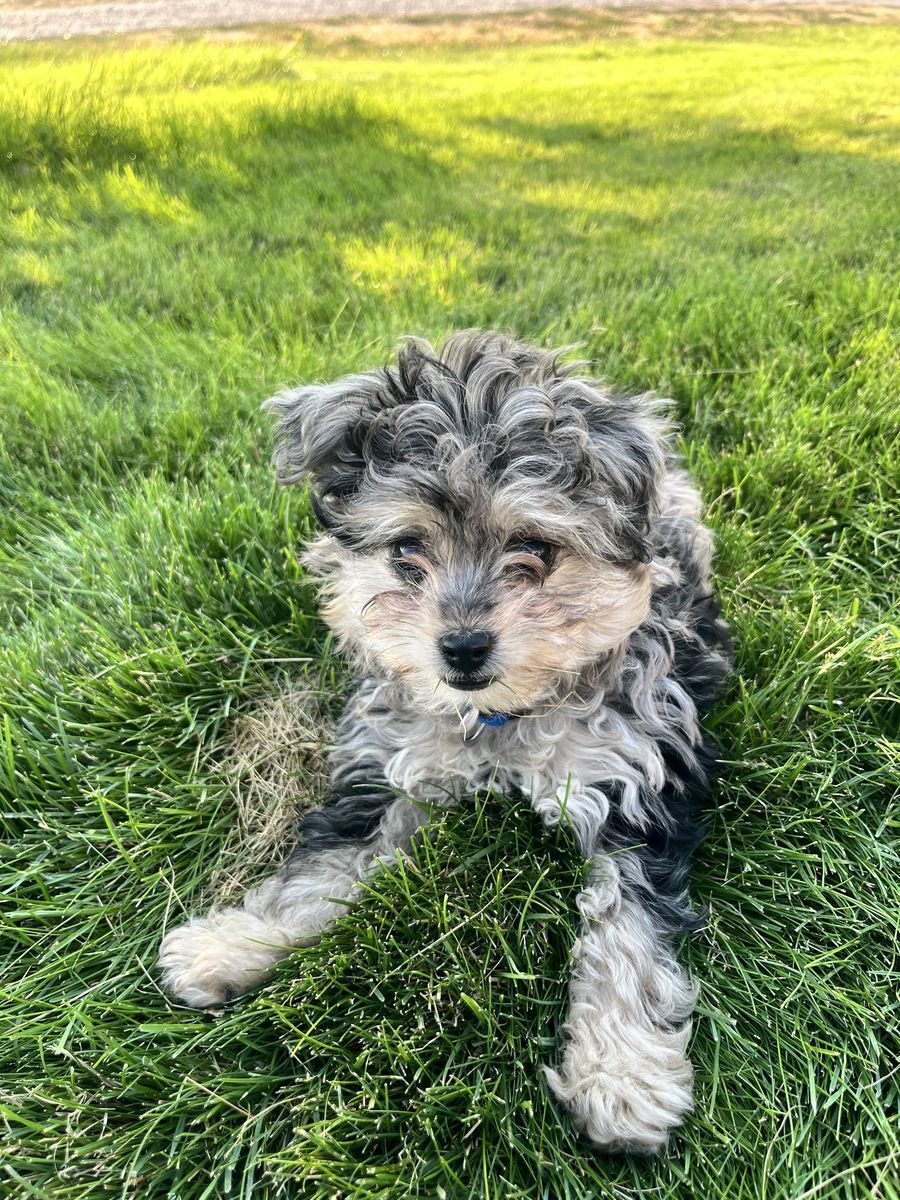 Aussiedoodle Puppy 